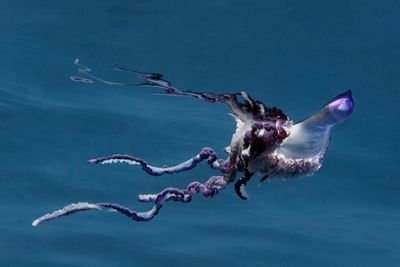 Portuguese Man of War Azores, Portugal