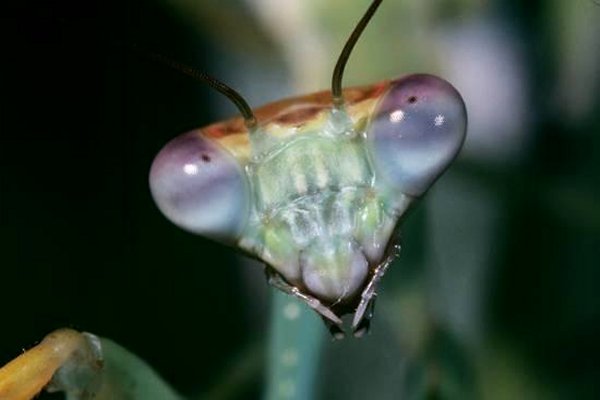 Praying Mantis Head Close-Up