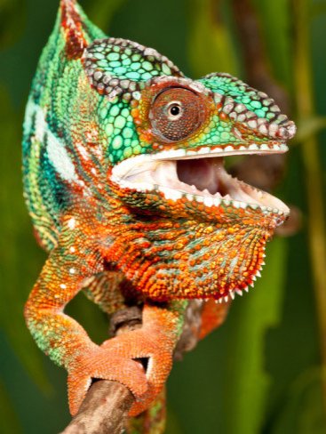 Rainbow Panther Chameleon, Fucifer Pardalis