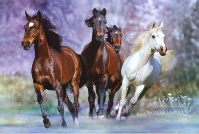 Running,  Horses, art print, photography by Bob Langrish