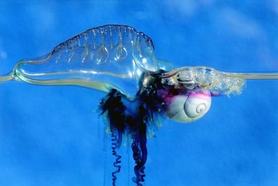 Portuguese Man of War Azores, Portugal