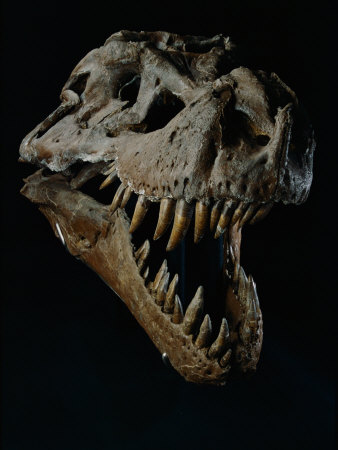 Skull of a Tyrannosaurus Rex Poster