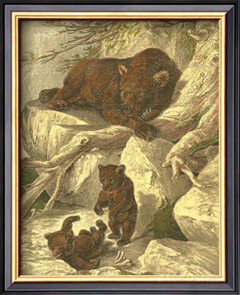Small Brown Bear by Friedrich Specht