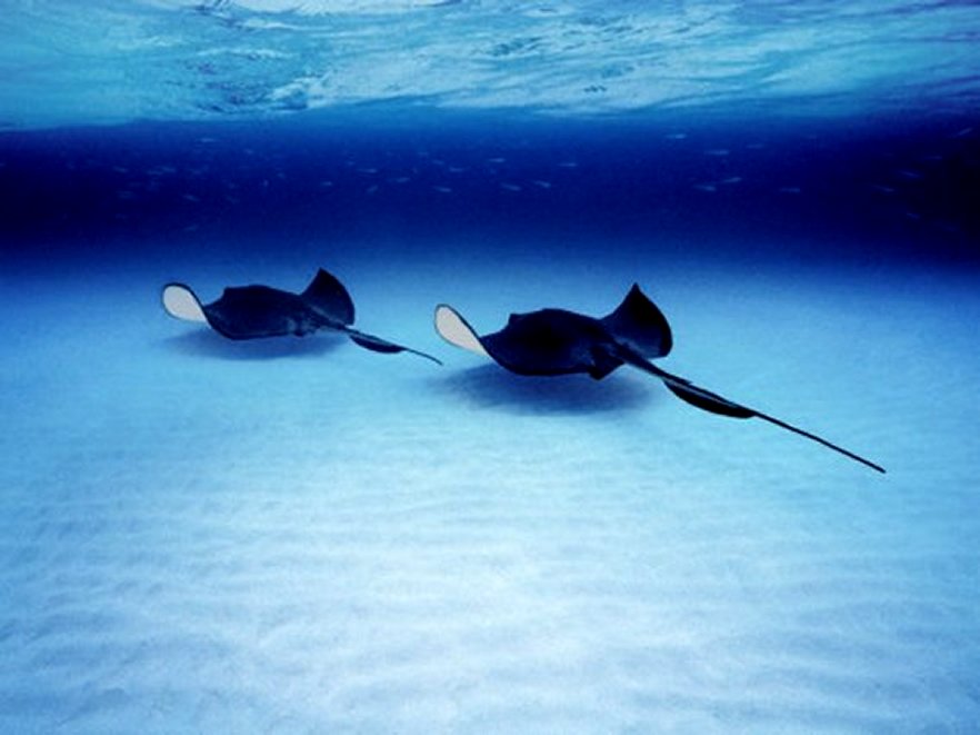 Southern Stingrays Grand Caymans