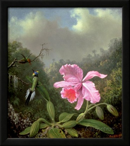 Still Life with Orchid and Pair of Hummingbirds, C.1890s by Martin Johnson Heade