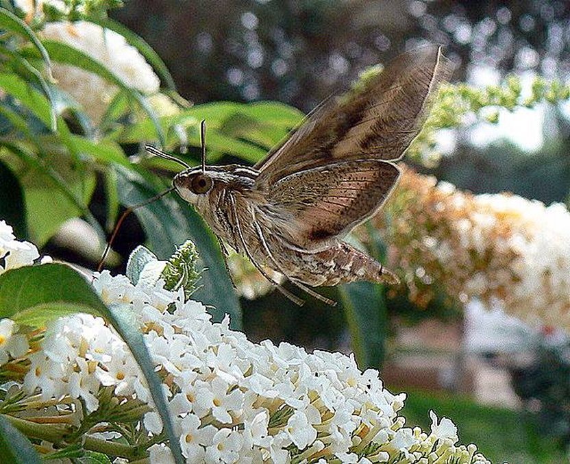 Striped Morning Sphinx in Santa Fe - Mothh