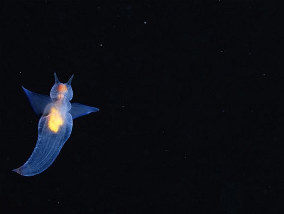A Translucent Sea Angel Snail