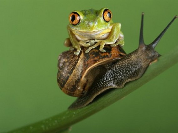 Tree Frog Resting on Snail's Shell