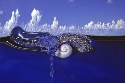 Violet Snail Floats on a Raft of Bubbles