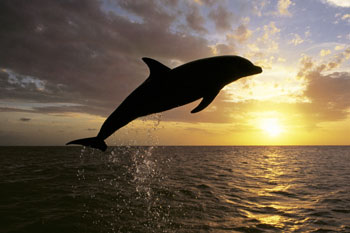 Ascent of the Dolphin by Steve Bloom