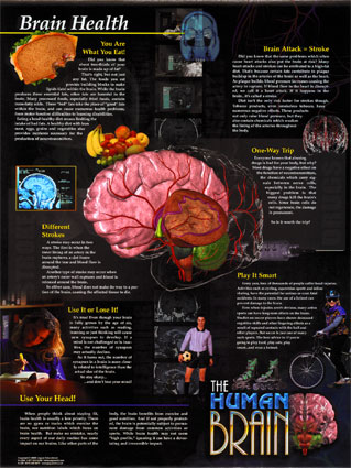 Brain Health, anatomy poster