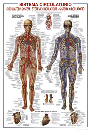 Circulatory System, anatomy poster
