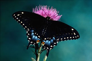 Eastern Black Swallowtail on Purple Flower, Art Print
