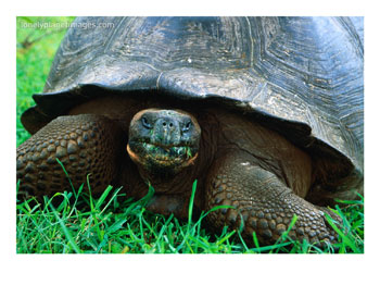 Ecuador - Galapagos Giant Tortoise