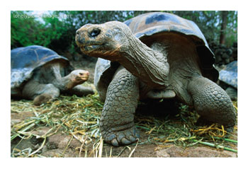 Ecuador - Galapagos Giant Tortoises