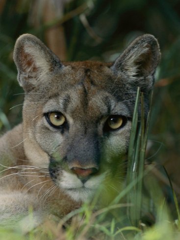 Florida Panther, Photographic Print, Art Print