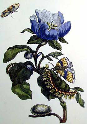 Garden Treasures VII by Maria Sibylla Merian, Art Print, Graphic Arts