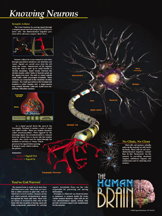 Knowin Neurons, anatomy poster