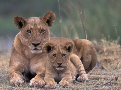 Animal photography by Art Wolfe