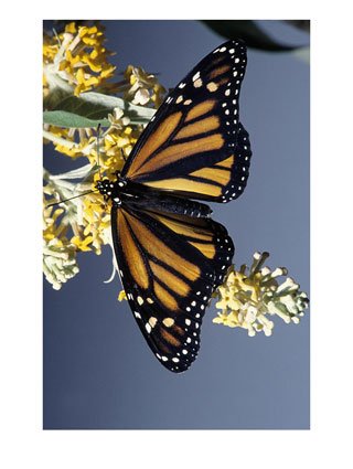 Monarch Butterfly, Art Print