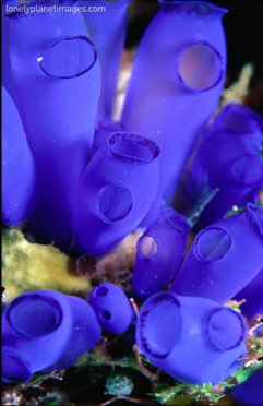 Michael Aw - Royal Blue Tunicate, Art Print