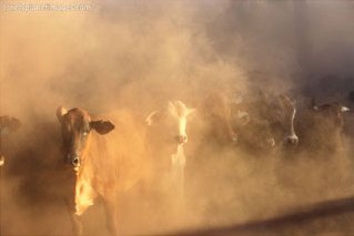Oliver Strewe - Dusty Cattle, Art Print
