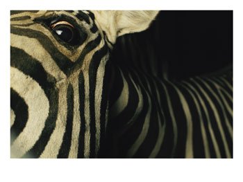 Steve Winter, Zebra, Looking at Steve, Art Print