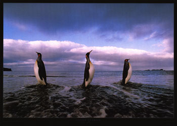 Seascape Art Print with Penguins - 3 manchots, Aptenodytes patagonica, Ile de la Possession