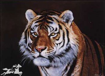 Siberian Tiger, art print, photography by Edward Aldrich