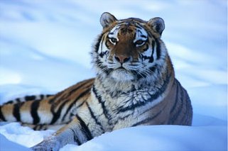 Siberian Tiger in Snow, Giclee Print, Art Print