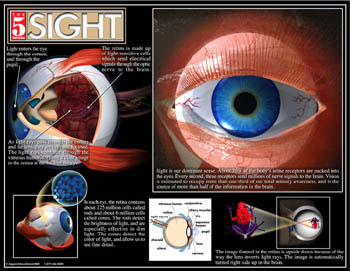 Sight, anatomy poster
