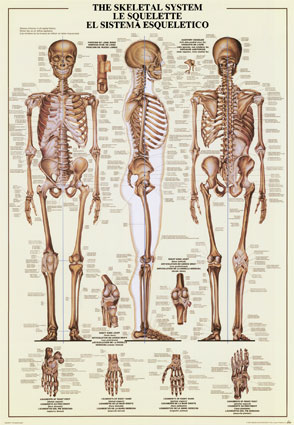 Skeletal System, anatomy poster