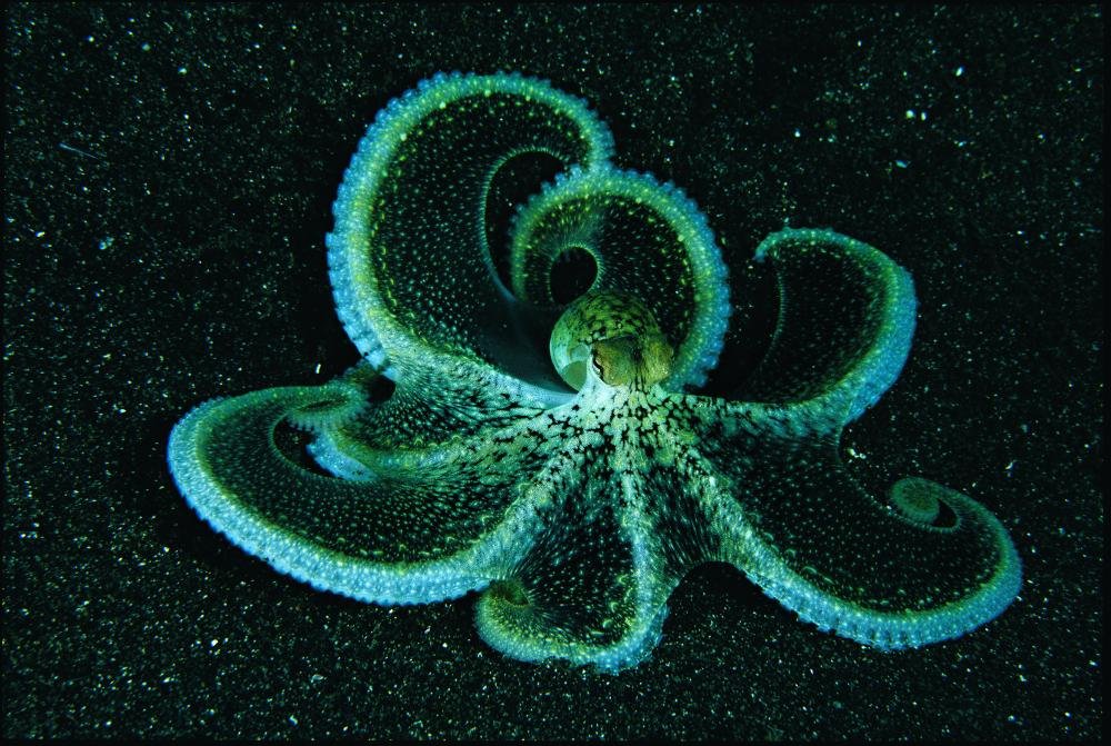 Sulawesi Octopus