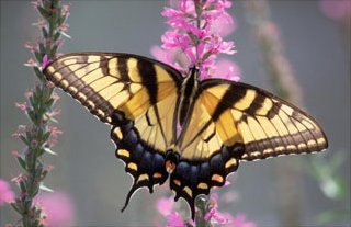 Tiger-Swallowtail Butterfly, Art Print