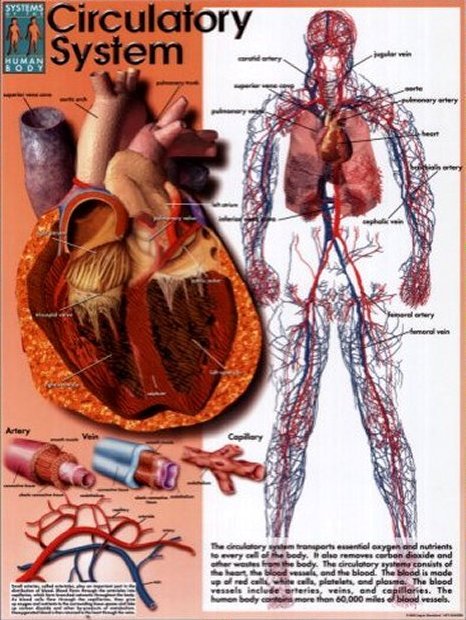 Anatomy Image: Circulatory System