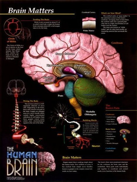 Anatomy Image: Brain Matters